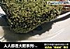 人人都是大厨系列-- 米其林香草脆皮烤羊排的做法