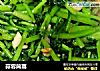蒜蓉茼蒿的做法