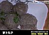 萝卜丸子的做法