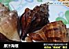 原汁海螺的做法