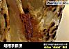 培根手抓饼的做法