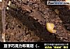 豆子巧克力布朗尼（空气炸锅版）的做法