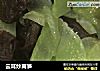 云耳炒莴笋的做法