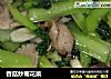 香菇炒菊花菜的做法