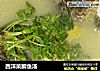 西洋菜鲫鱼汤的做法
