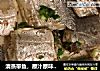 清蒸带鱼，原汁原味的鲜的做法