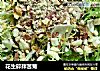 花生碎拌苦菊的做法