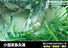 小茴菜鱼头汤的做法
