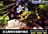 怎么用剩米饭制作锅巴的做法