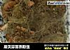 扇贝蒜蓉蒸粉丝的做法