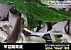平菇烧青菜的做法