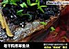 老干妈蒸草鱼块的做法