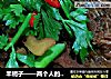 羊蝎子——两个人的烟火的做法