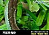 芹菜炒海参的做法