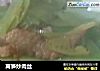 莴笋炒肉丝的做法