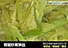 青椒炒莴笋丝的做法