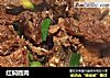 红焖鹿肉的做法