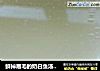 鲜掉眉毛的奶白鱼汤——超唐僧教你做不加奶就很白的鱼汤的做法