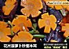 花片葫萝卜炒细木耳的做法