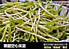 糖醋空心菜苗的做法