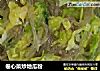 卷心菜炒地瓜粉的做法