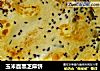 玉米面黑芝麻饼的做法