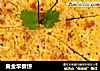 黄金早餐饼的做法