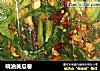 响油黄瓜卷的做法