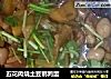 五花肉烧土豆鹌鹑蛋的做法