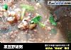 黑豆野猪粥的做法