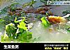 生菜鱼粥的做法