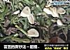 芸豆的新炒法～超级简单下饭的芸豆炒牛肉丝的做法
