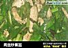 肉丝炒春韭的做法