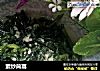 素炒茼蒿的做法