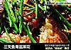 三文鱼骨韭菜花的做法