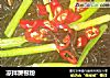 凉拌蕨根粉的做法