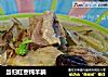 当归红枣炖羊腩的做法