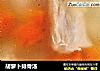 胡萝卜排骨汤的做法