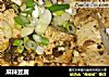 麻辣豆腐做法(46)的做法
