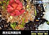 西兰花拌黑白耳的做法