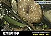 红菜苔炒粽子的做法
