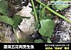 酸菜五花肉煲生鱼的做法