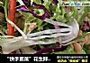 “快手素菜”花生拌苦菊的做法