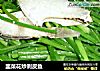 韭菜花炒剥皮鱼的做法