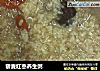 藜麦红枣养生粥的做法