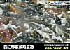 西红柿紫菜鸡蛋汤的做法