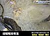 胡椒根排骨汤的做法