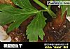 糖醋鳗鱼干的做法