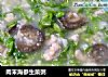 肉末海参生菜粥的做法