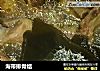 海带排骨结的做法